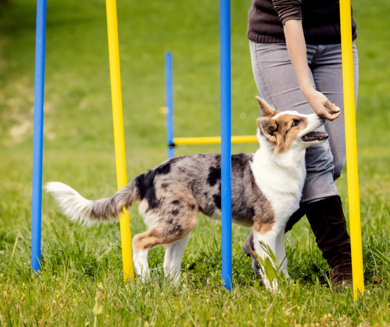 agility-chien