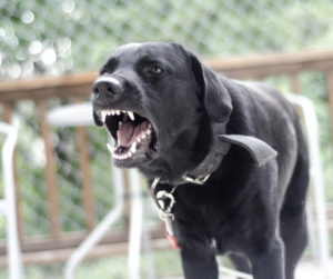 Agressivité envers les autres chiens