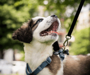 éducation canine