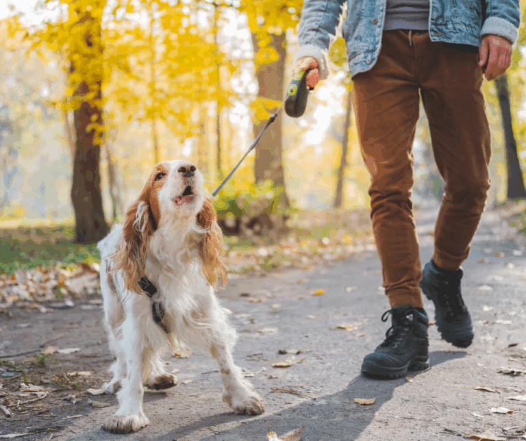 promenade chien