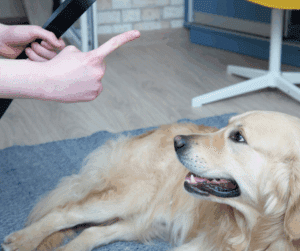 erreurs maîtres chien