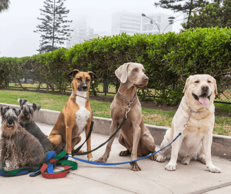 éducation canine