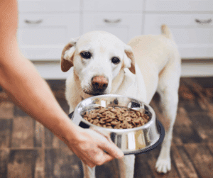 comportement canin